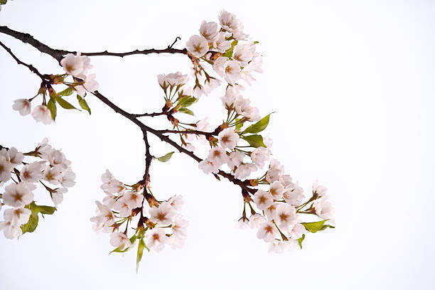 Blossoming Branches